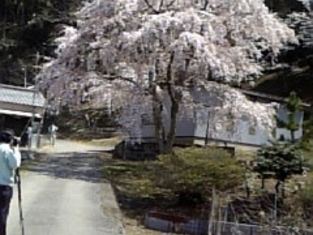 しおりさんの小野豆しだれ桜の投稿写真1