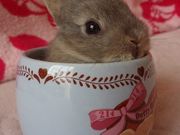 琴さんさんの静岡市立日本平動物園の投稿写真1