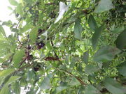 たかぱんさんのエザワフルーツランドの投稿写真1