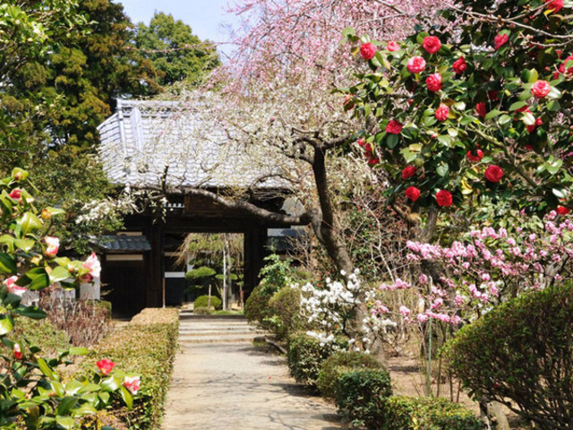 花の寺 放光寺