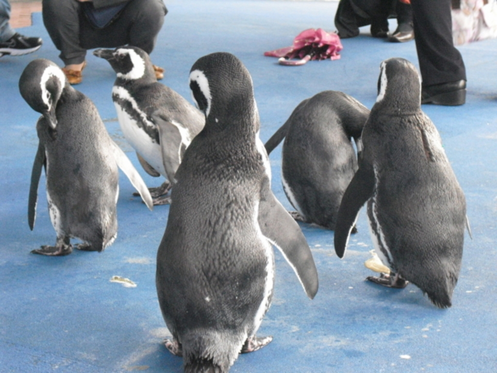 のとじま水族館