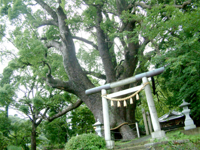夫婦クス