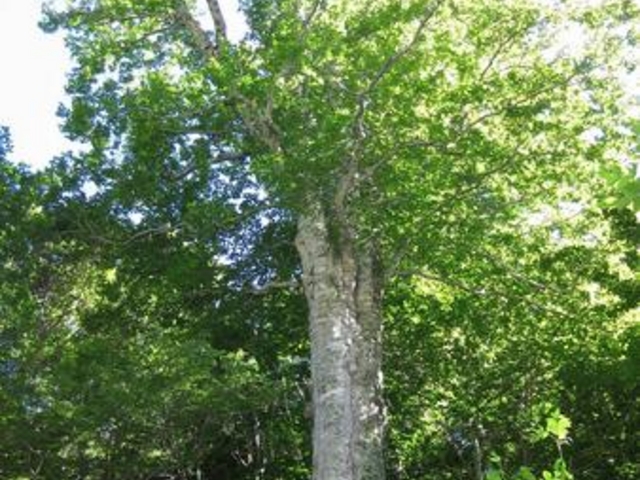 奥利根水源の森