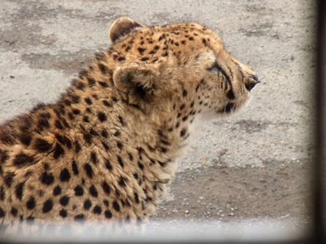 九州自然動物公園アフリカンサファリ