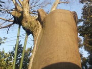 ラリマーさんの脚折のケヤキの投稿写真1