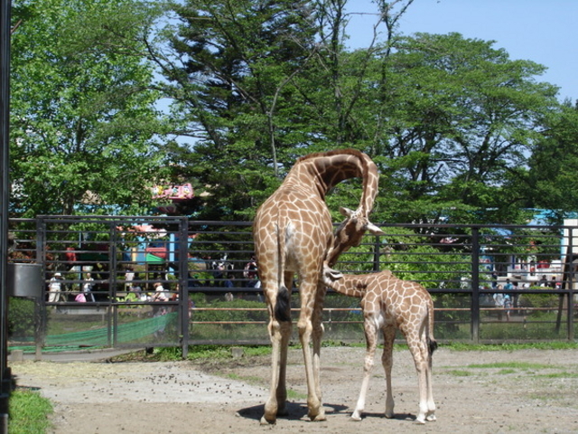 宇都宮動物園