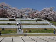 ココットさんの天童公園(舞鶴山)の桜の投稿写真1