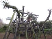 雷雷クーンさんの新町の大ソテツの投稿写真1