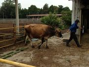 ロッキーさんの共進ファミリー牧場の投稿写真1