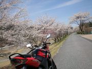 あんちょるさんの道の駅 花街道付知の投稿写真1