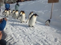 スーパー宗谷さんの旭山動物園への投稿写真1