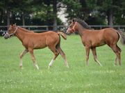 かぶっちさんの競走馬の放牧の投稿写真1