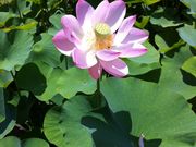 ジャスミンさんのさんべ縄文の森ミュージアム(三瓶小豆原埋没林公園の投稿写真1