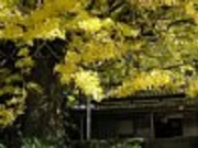 竜さんの福定の大銀杏の投稿写真1