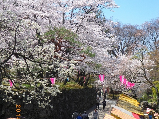 asamaさんの小諸城址懐古園の桜の投稿写真5