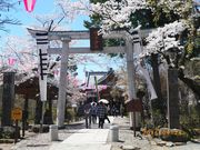 asamaさんの小諸城址懐古園の桜の投稿写真3