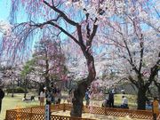 asamaさんの小諸城址懐古園の桜の投稿写真4