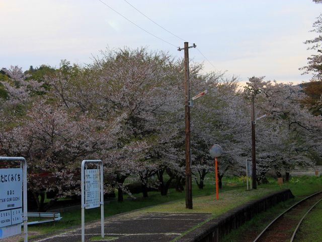 樽見鉄道沿線どの駅もプラットホームは花吹雪が舞っていました〜_樽見鉄道