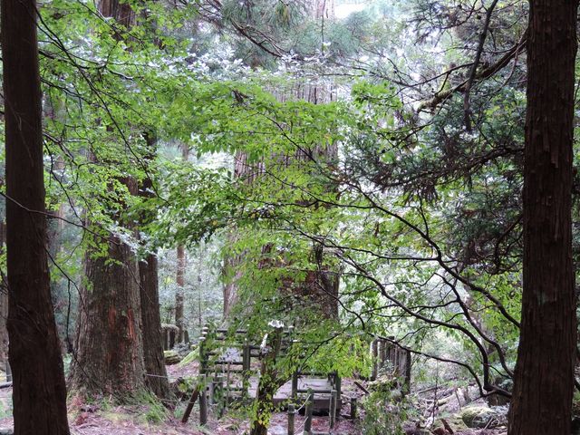 manekiさんの英彦山の鬼杉の投稿写真1