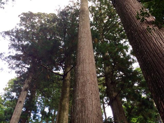 鳳来寺最大のスギ、日本最高 のスギ「傘杉」_鳳来寺山
