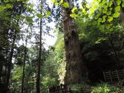 manekiさんの英彦山の鬼杉の投稿写真2