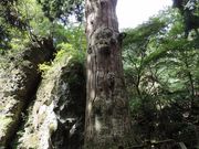 manekiさんの英彦山の鬼杉の投稿写真3