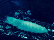 あゆさんのヨコハマおもしろ水族館の投稿写真2