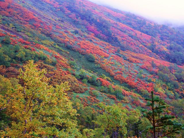 9月でこの紅葉!さすが大雪山_銀泉台