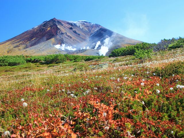 なるで紅葉の花畑_旭岳