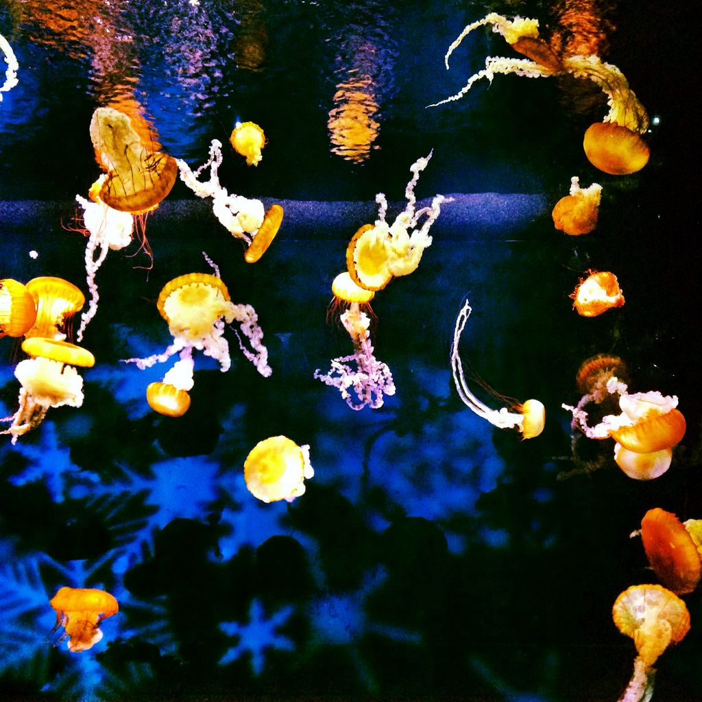 新江ノ島水族館