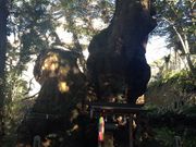 miecさんの来宮神社の大楠の投稿写真1