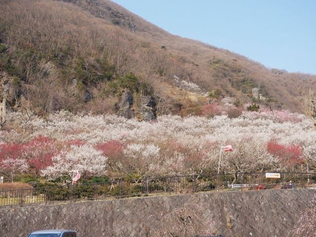梅の香りに癒されて_幕山 湯河原梅林