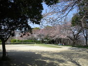 いわぴいさんの海老山公園の桜の投稿写真1
