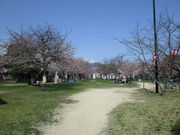 いわぴいさんの海老山公園の桜の投稿写真3