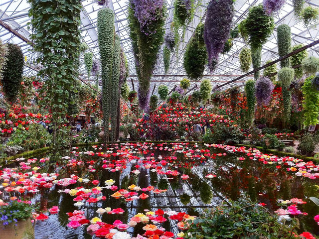 大輪のベコニアとその他様々な花で埋め尽くされている_富士花鳥園