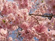 ムクさんの磯部桜川公園の投稿写真1