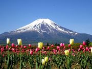 ミニママさんの山中湖 花の都公園の投稿写真1