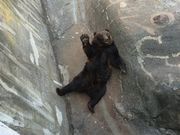 よしたかさんののぼりべつクマ牧場の投稿写真1