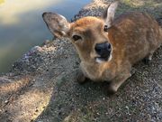 hideさんの東大寺の投稿写真2