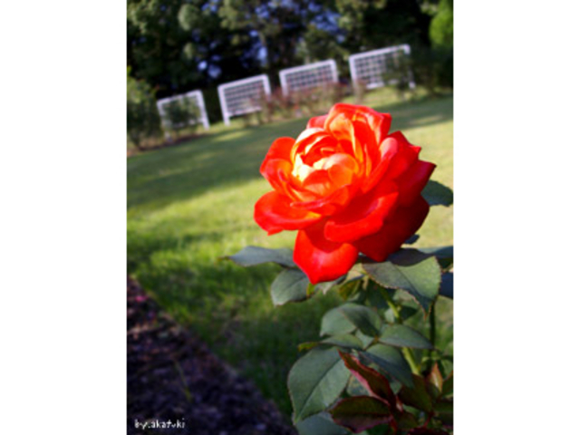 京都府立植物園