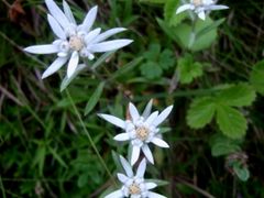 ハシルニャンコさんの礼文林道への投稿写真1