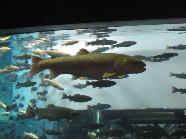 大小、様々な美しいお魚達が回遊してます_山梨県立富士湧水の里水族館(森の水族館)