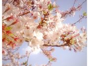ぽっぽさんの飛鳥山公園の桜の投稿写真1