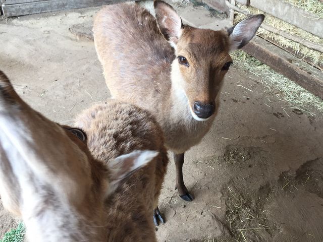 愛知牧場