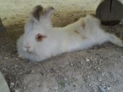 こくさんの愛知牧場の投稿写真3