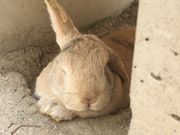 こくさんの愛知牧場の投稿写真4