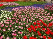 海辺のうさぎさんの横浜公園のチューリップの投稿写真1