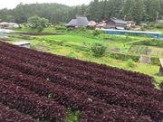 あんちゃんさんの大原の投稿写真2