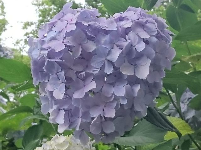 ハート型のあじさい_矢田寺のアジサイ