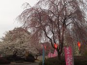 komoさんの天平の丘公園の投稿写真2